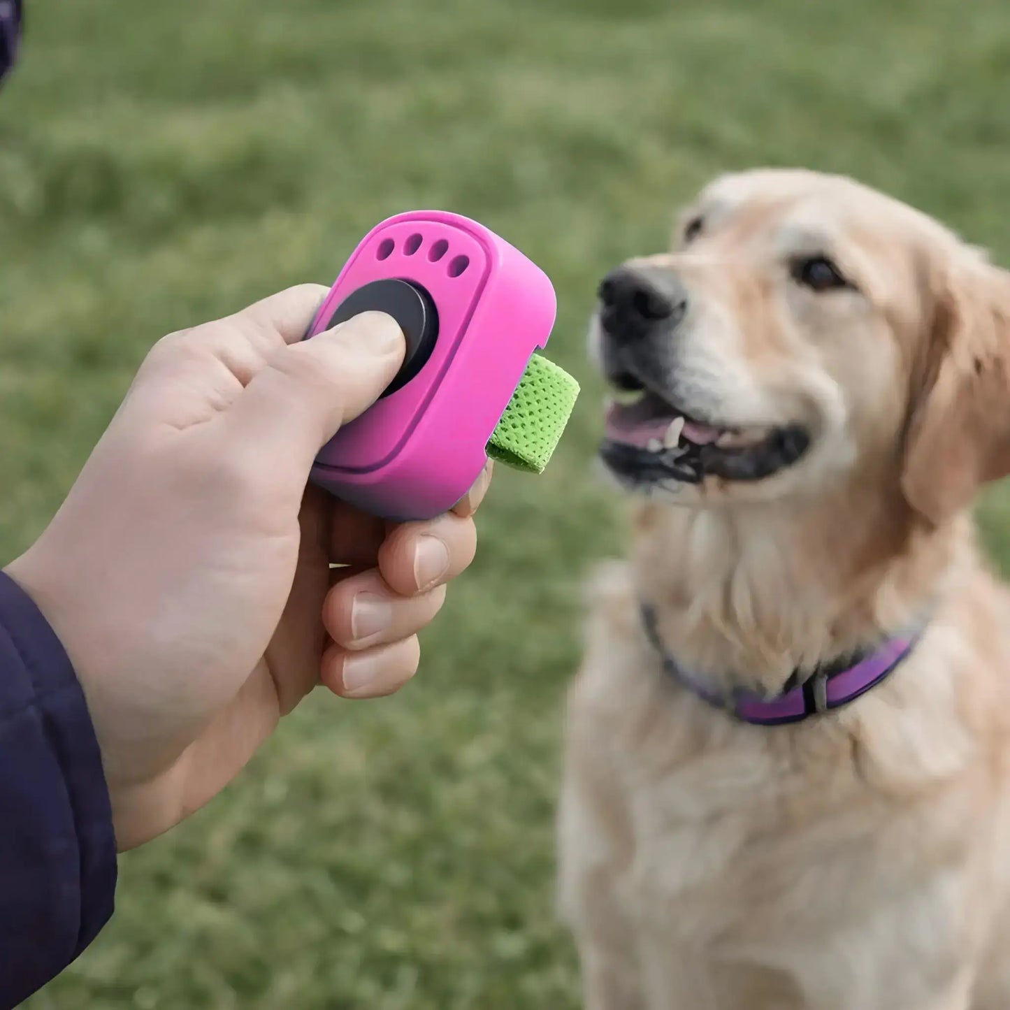 Un homme avec un clicker rose entraîne son golden retriever avec des accessoires de chien.