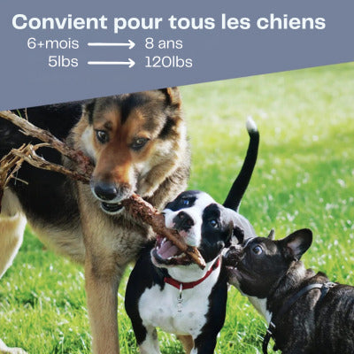 anti aboiement pour chien convient tous chiens