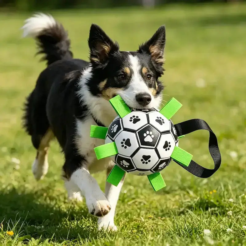 Un border collie marche avec son ballon pour chien sur la pelouse.