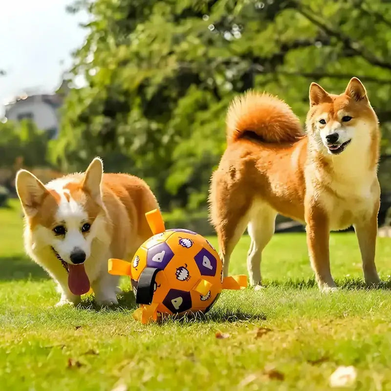 Un corgi et un shiba inu jouent avec un ballon pour chien au parc.