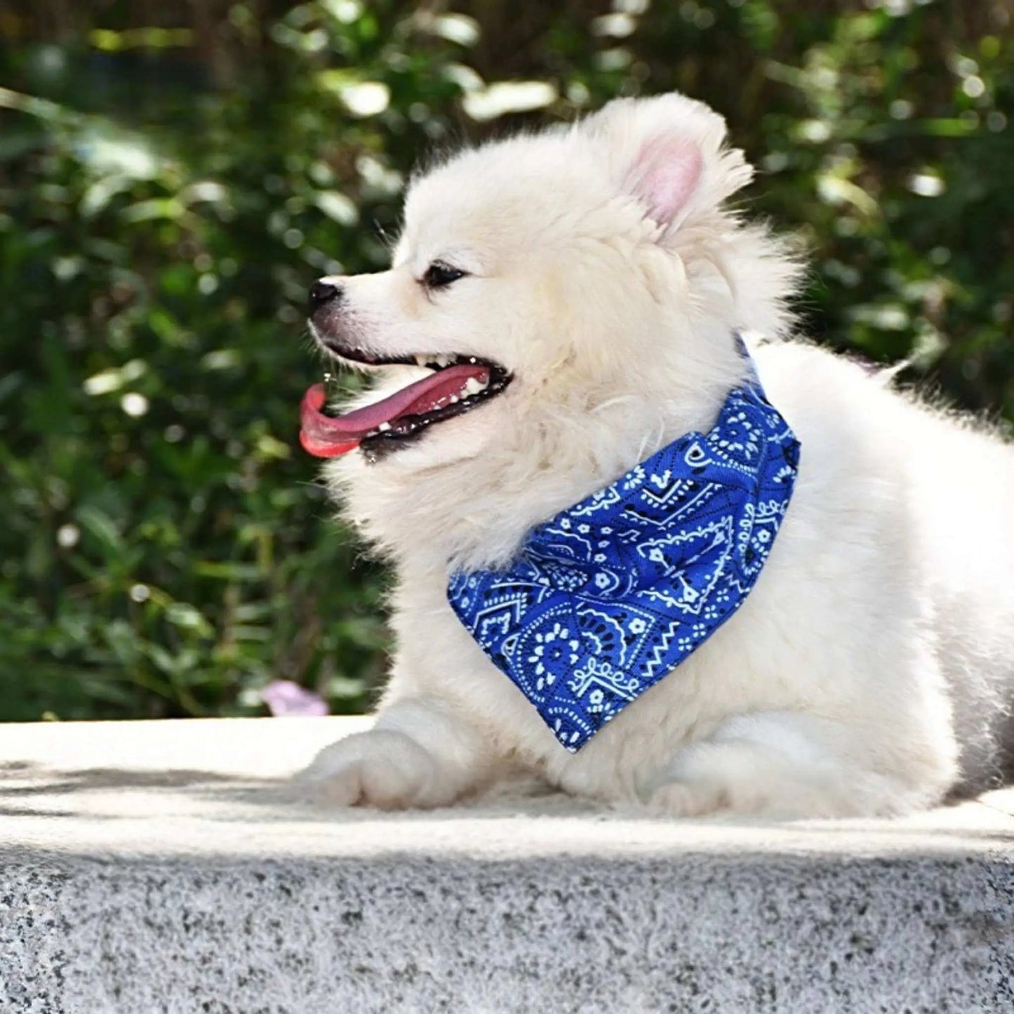 Un Spitz japonais blanc couché avec son bandana chien bleu.