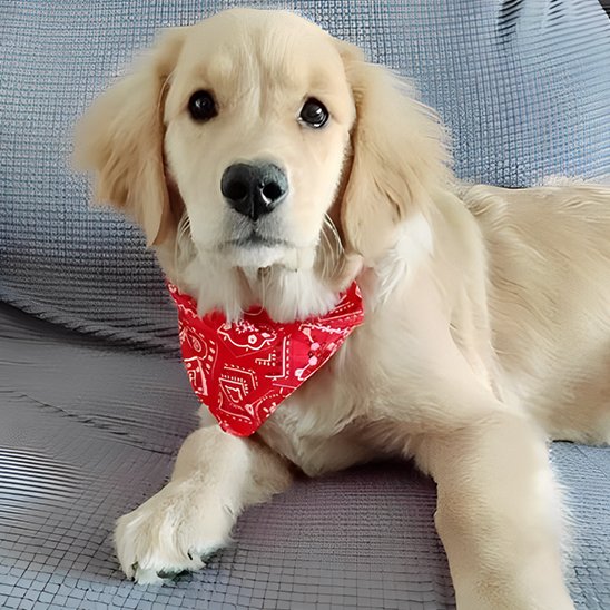 bandana chien chiot labrador bandana rouge