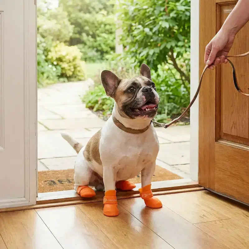 Un bouledogue français sur un portique prêt à partir porte une bottine pour chien orange.