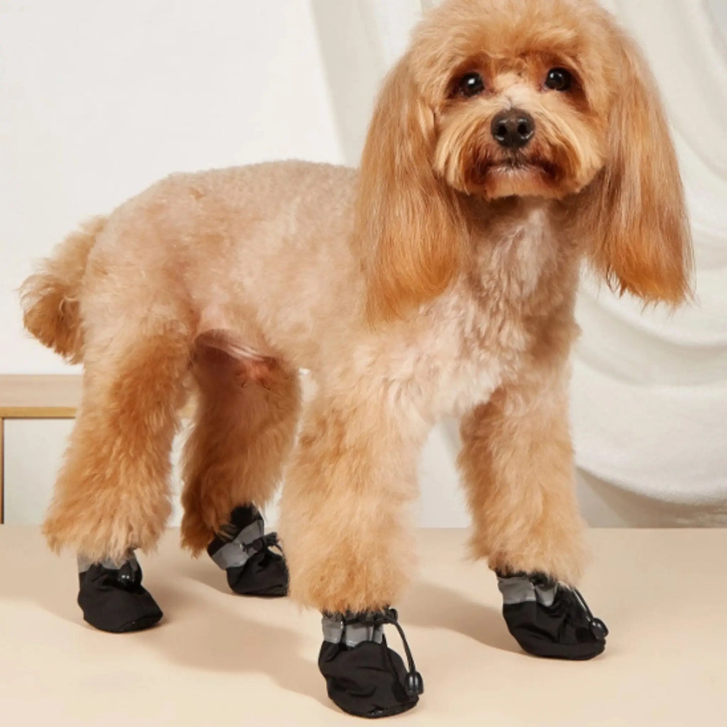 Un cockapoo porte le chausson pour chiens de couleur noire.