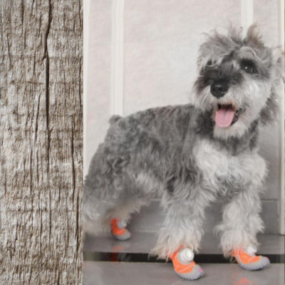 chaussure chien avec chaussure orange fluo sortant piece