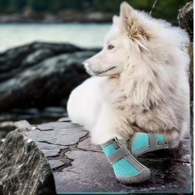 chaussure pour chien hosky roche bord eau
