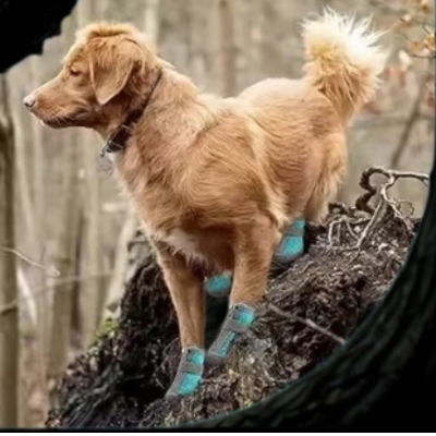 chaussures pour chien chien joue forest