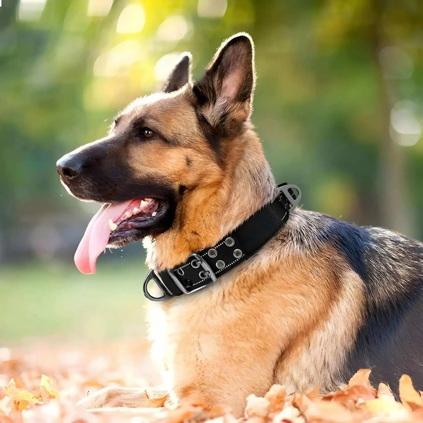 Un berger allemand couché sur la pelouse avec des feuilles mortes avec un chien collier de dressage rose.