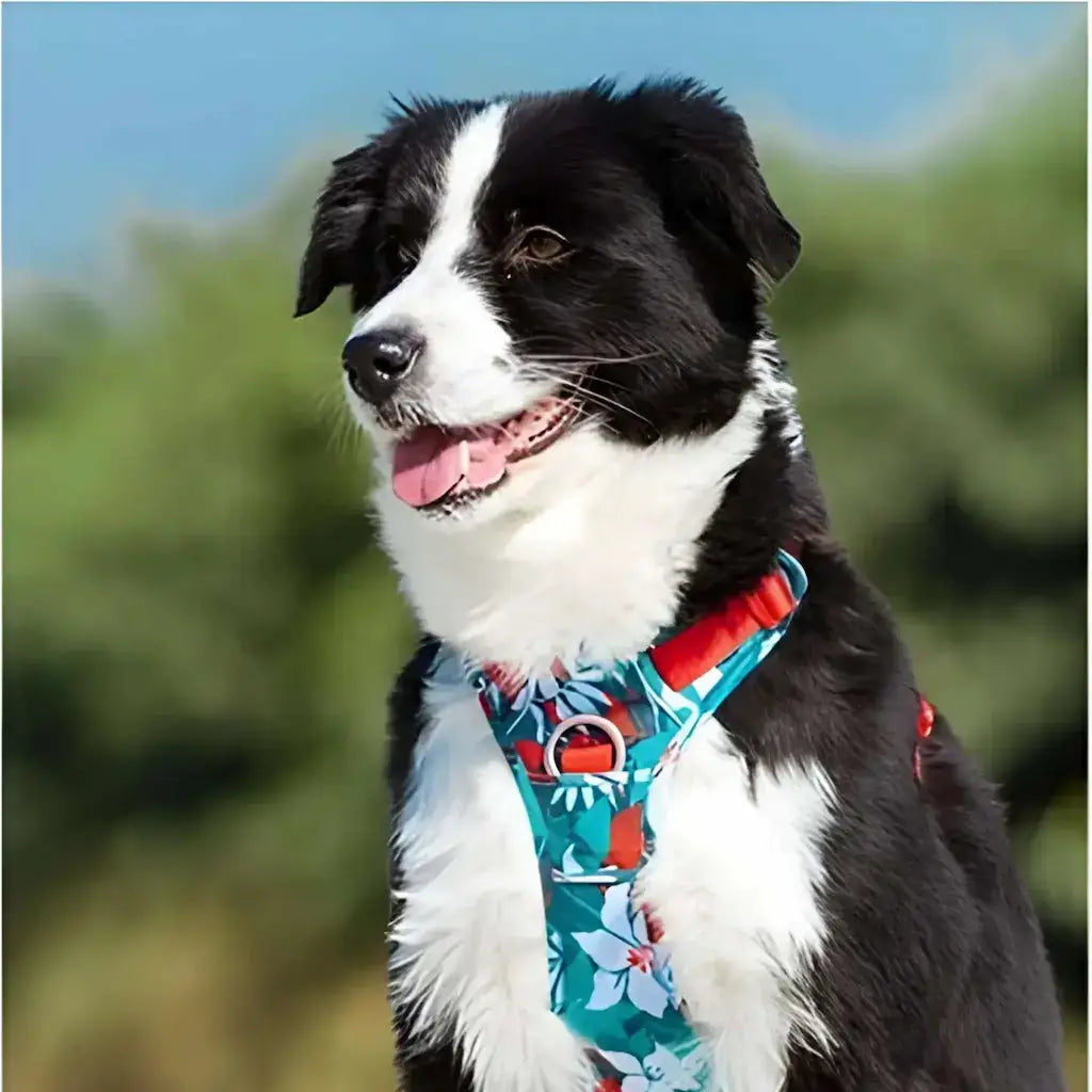 Chien avec harnais anti-traction turquoise, border collie.