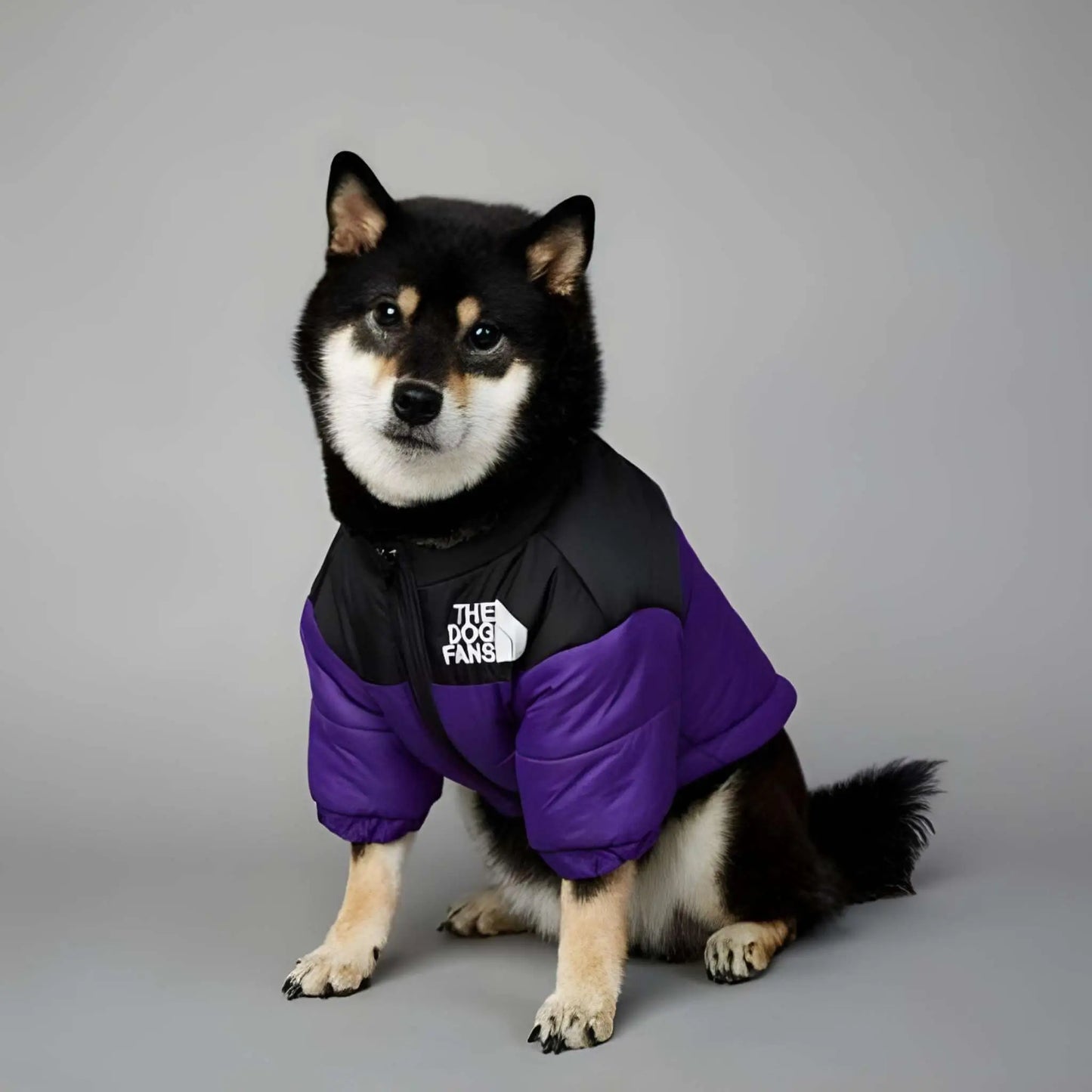Un shiba inu assis, un chien vêtu d'un manteau violet.