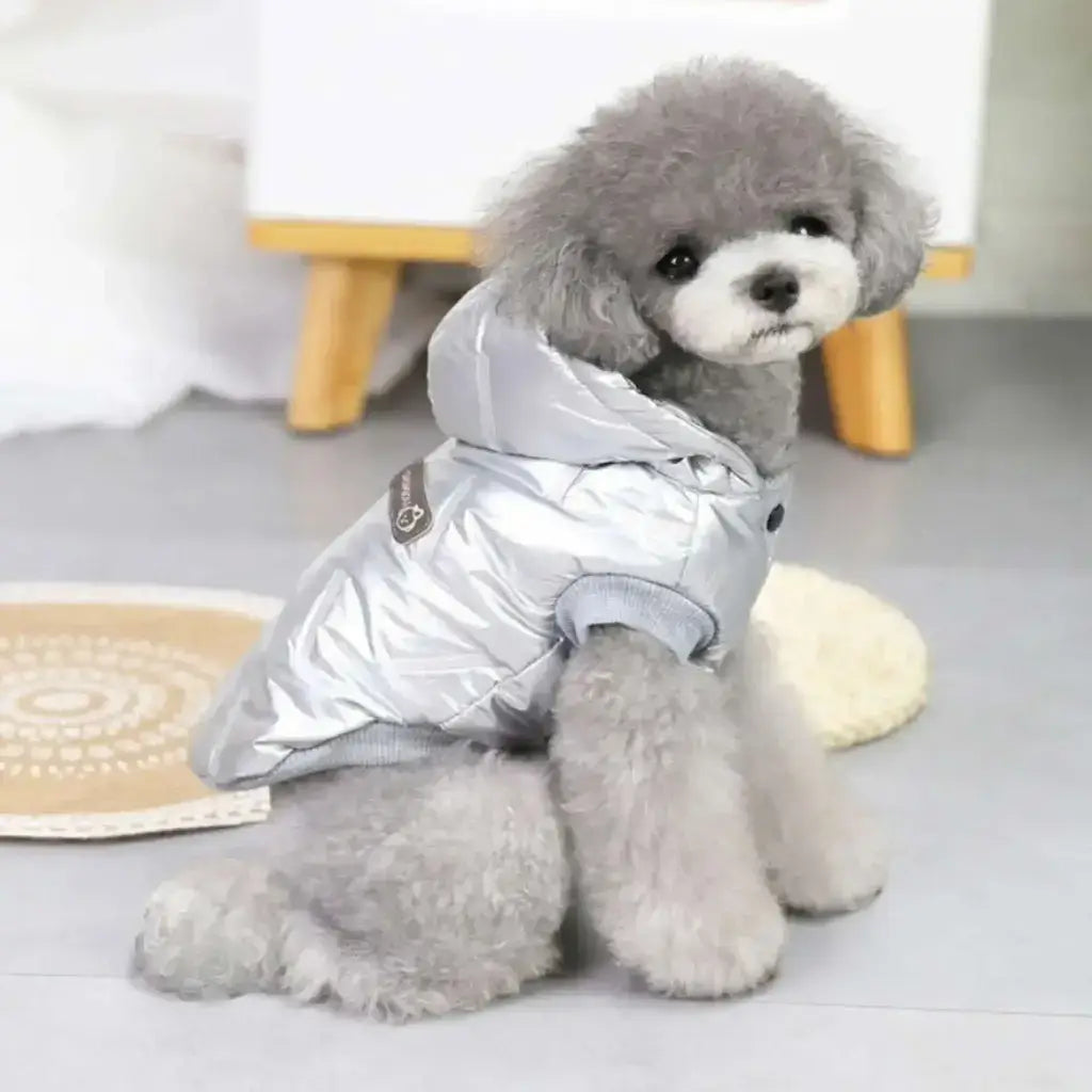 Vue latérale d'un caniche, chien vêtu d'un manteau argenté assis dans une chambre.