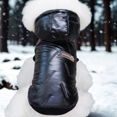 chien manteau noir lustre caniche blanc paysage hivernal