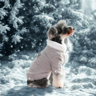 chien manteau schnauzer dehors neige manteau gris