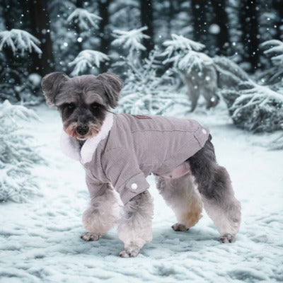 chien manteau schnauzer manteau gris neige