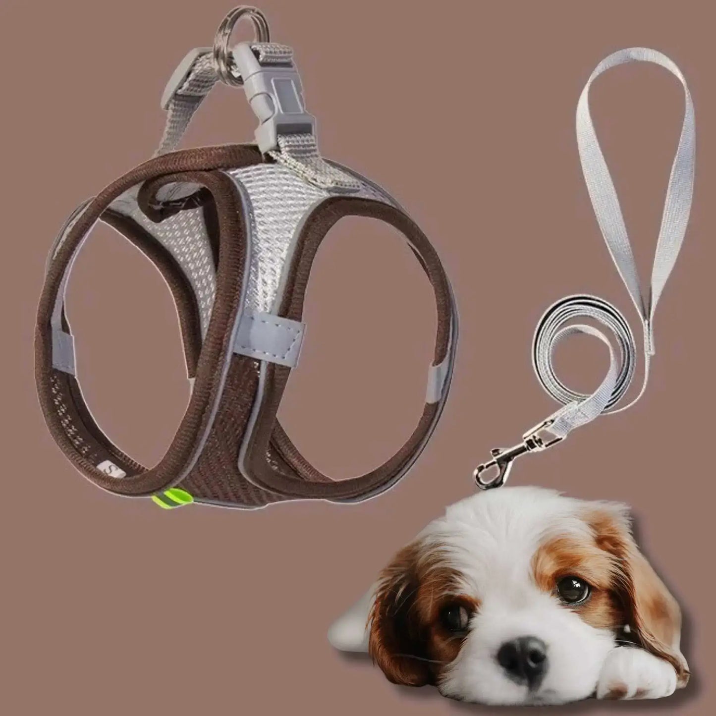 Chiot avec un harnais marron et une laisse assortie.