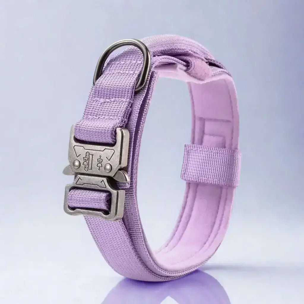 Un collier pour chien violet avec boucle sécurisée.
