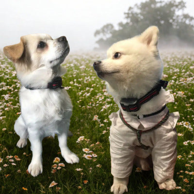 collier anti aboiement 2 petit chien prairie fleur