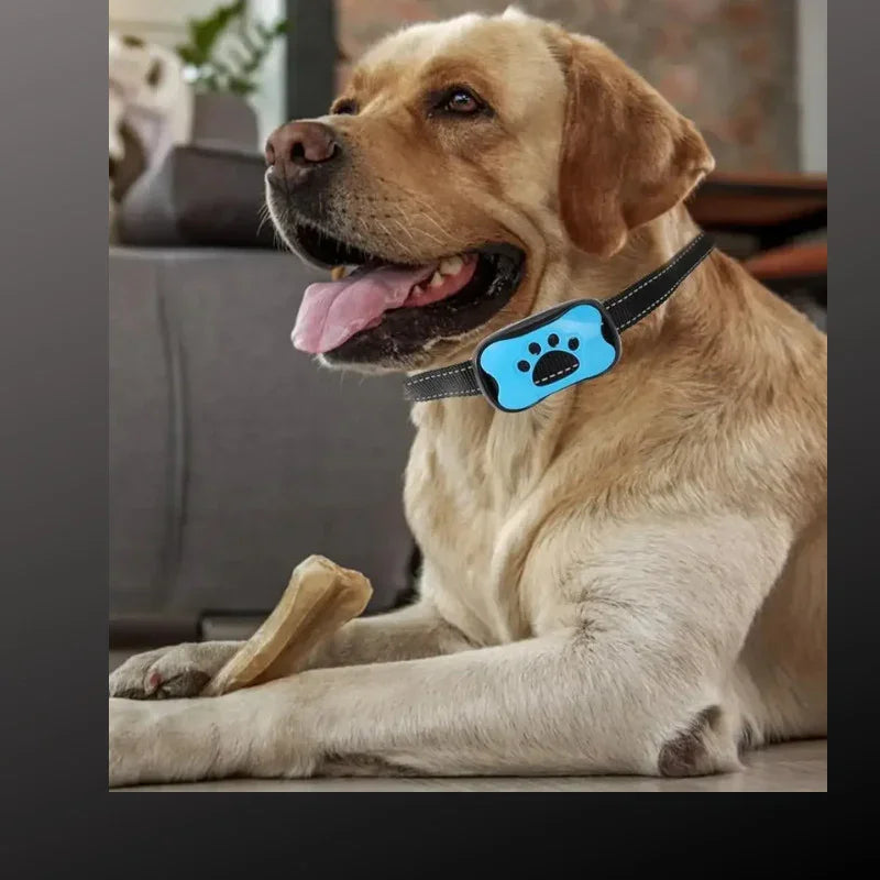 collier anti aboiement chien avec collier anti aboiement