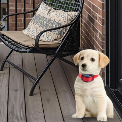 collier anti aboiement chiot labrador blond balcon