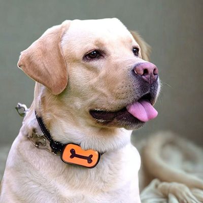 collier anti aboiement orange labrador blond