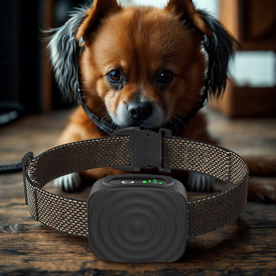 collier anti aboiement pekinois sur table avec collier