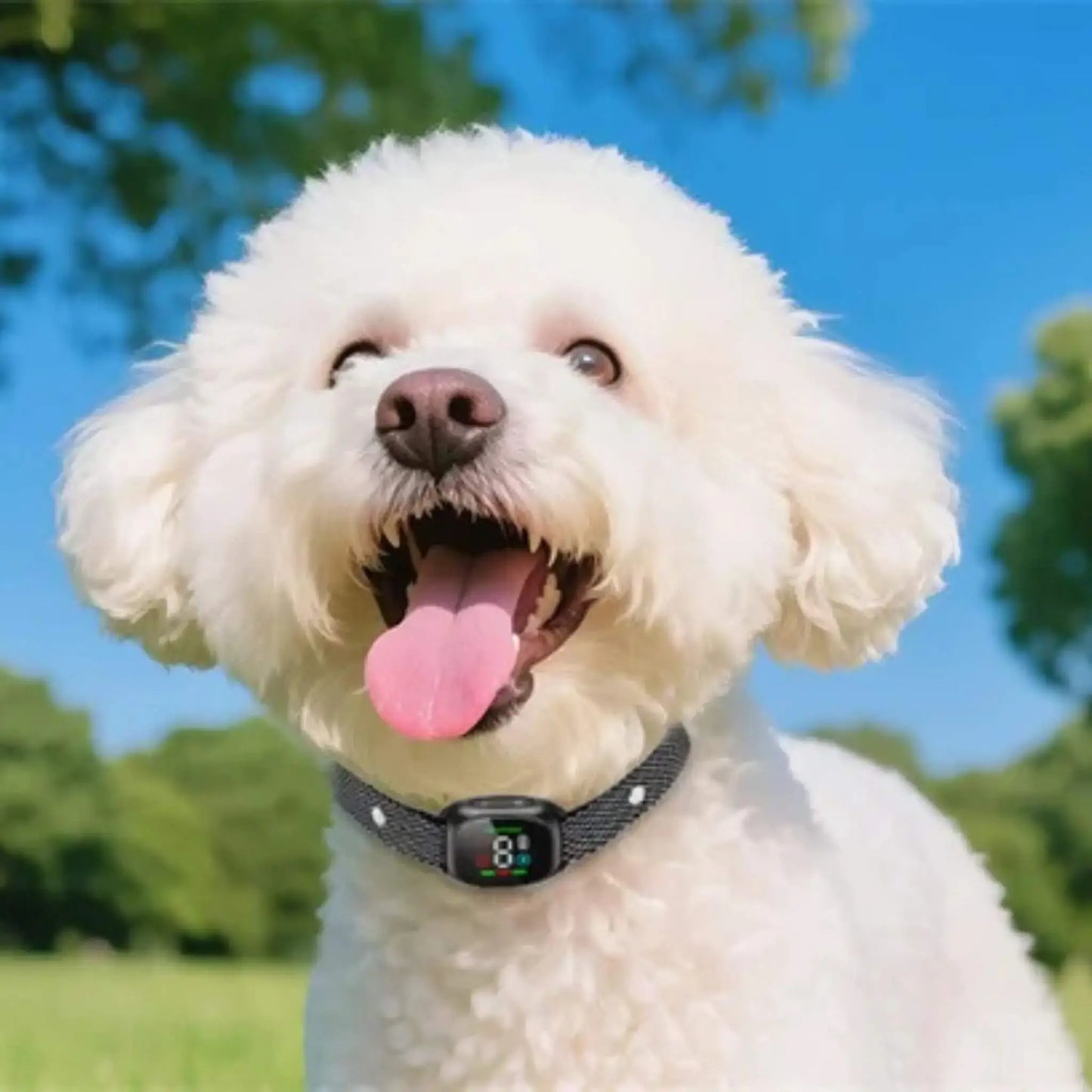 Un bichon frisé blanc arborant son collier anti-aboiement pour chien lors d'une journée ensoleillée.