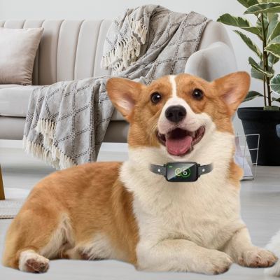 collier anti aboiement pour chien corgi salon collier