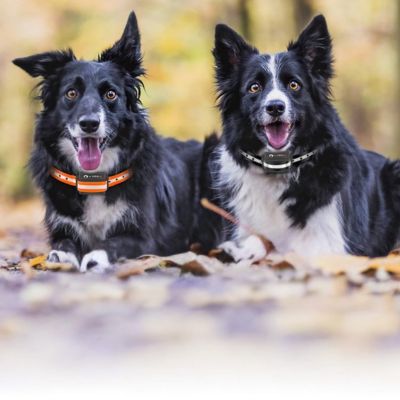 collier anti aboiement pour chien deux beaux border colli