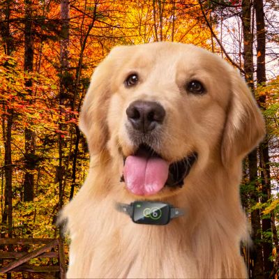 collier anti aboiement pour chien golden retriever blond automne