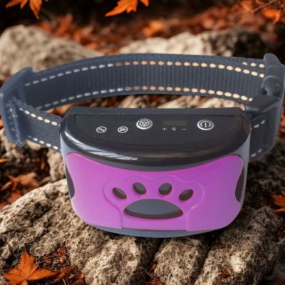 collier anti aboiements couleur violet