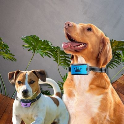 collier anti aboiements jack russel labrador avec collier