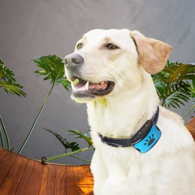 collier anti aboiements labrador blond avec collier bleu