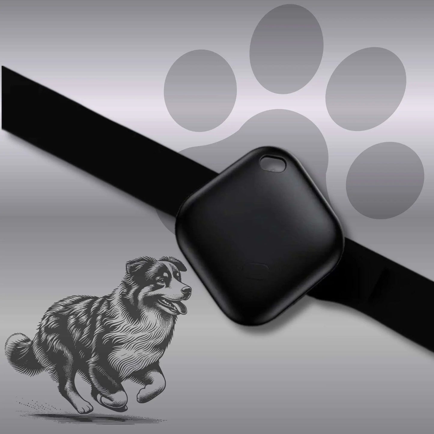 Collier anti fugue chien couleur noir.