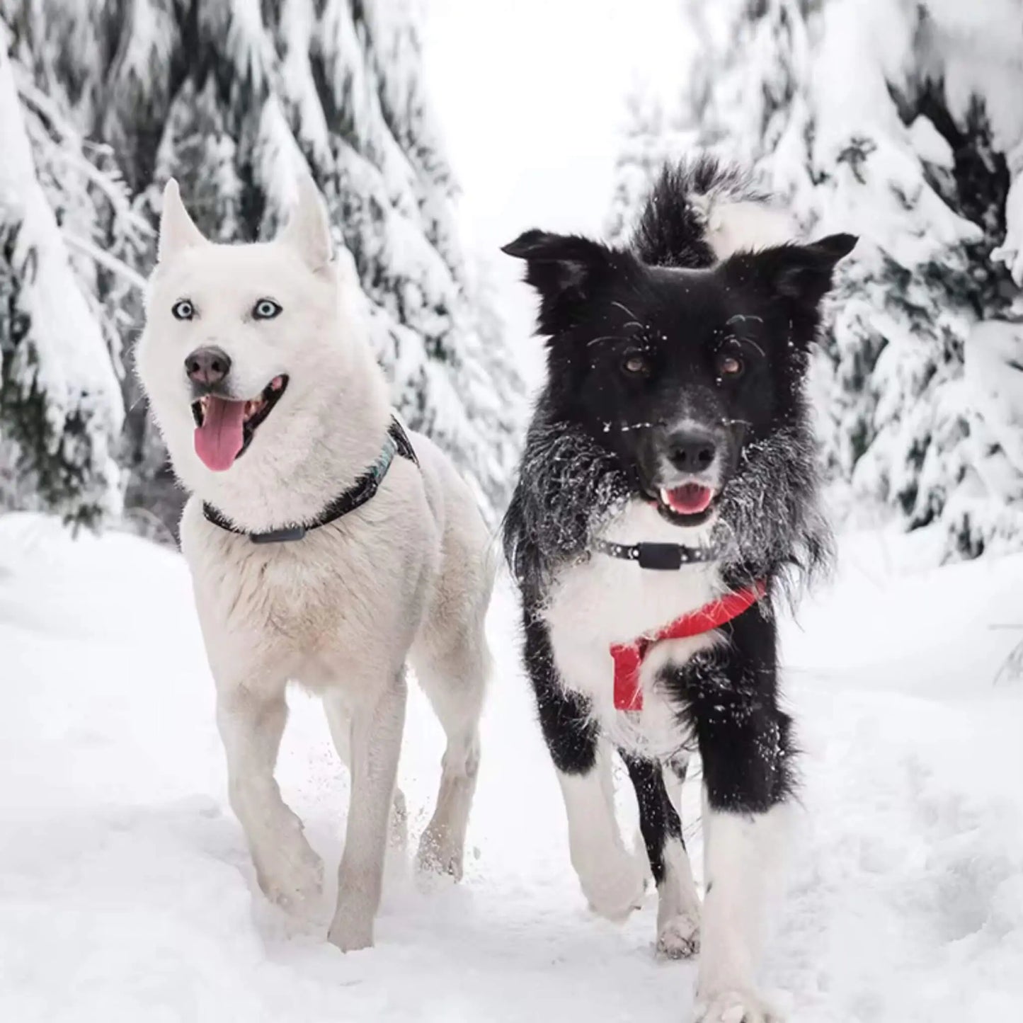 Un husky et un border collie courent dans une forêt enneigée avec leur collier antifugue sans fil.