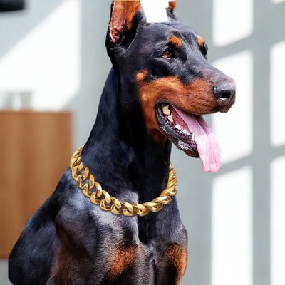 collier chaine chien doberman collier couleur or