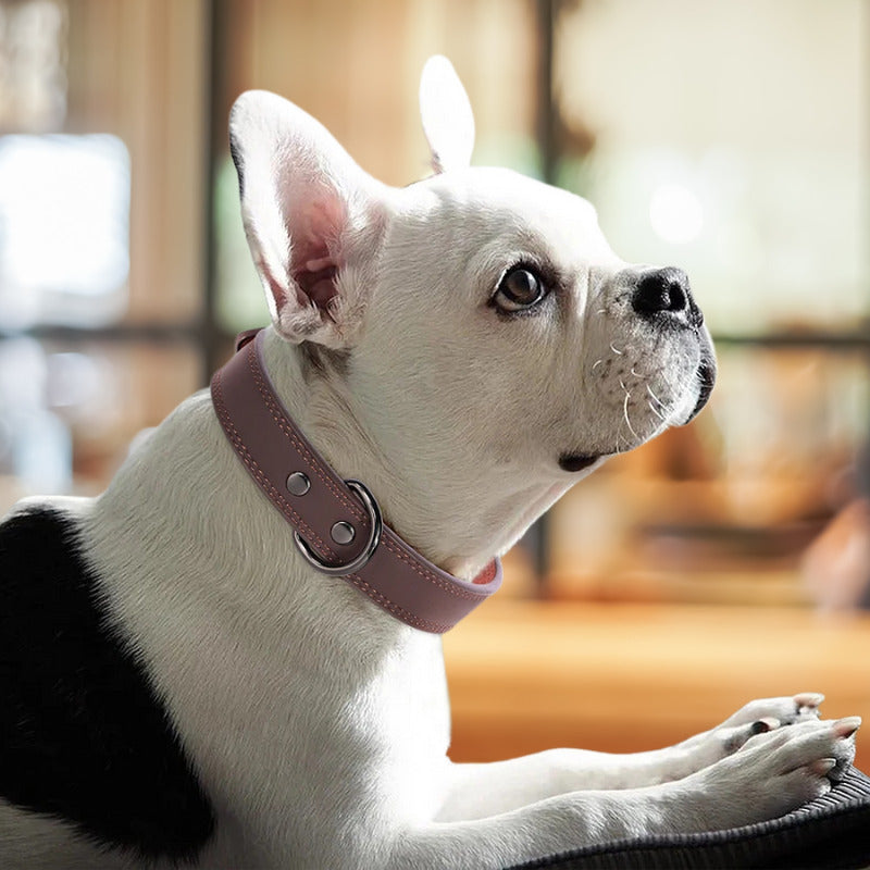 collier chien bouledogue francais bord fenetre