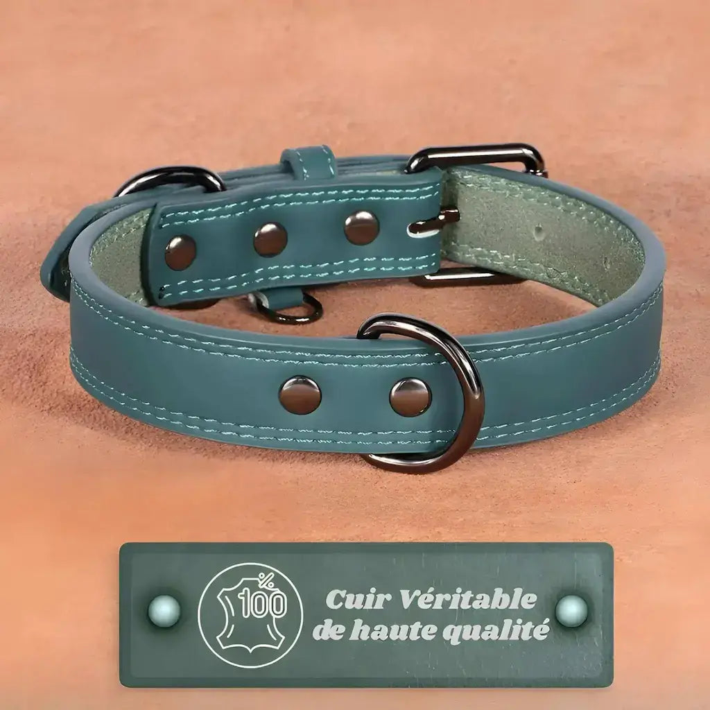 Un collier pour chien de couleur verte.