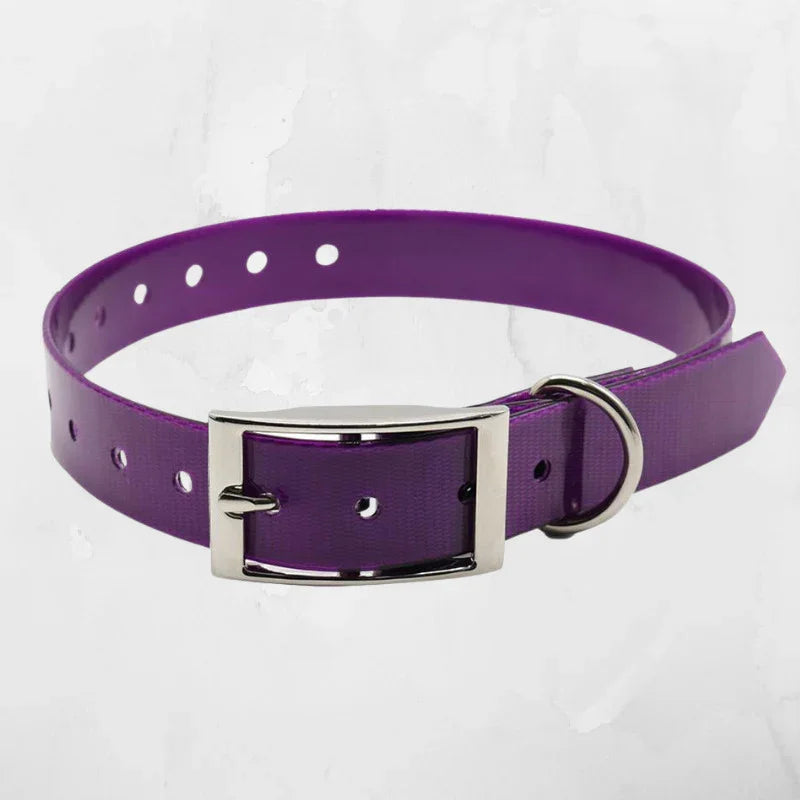collier chien couleur violet