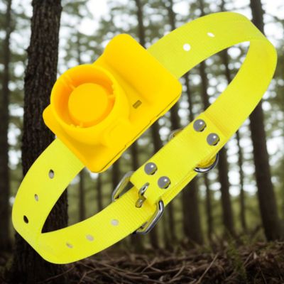 collier chien de dressage couleur jaune