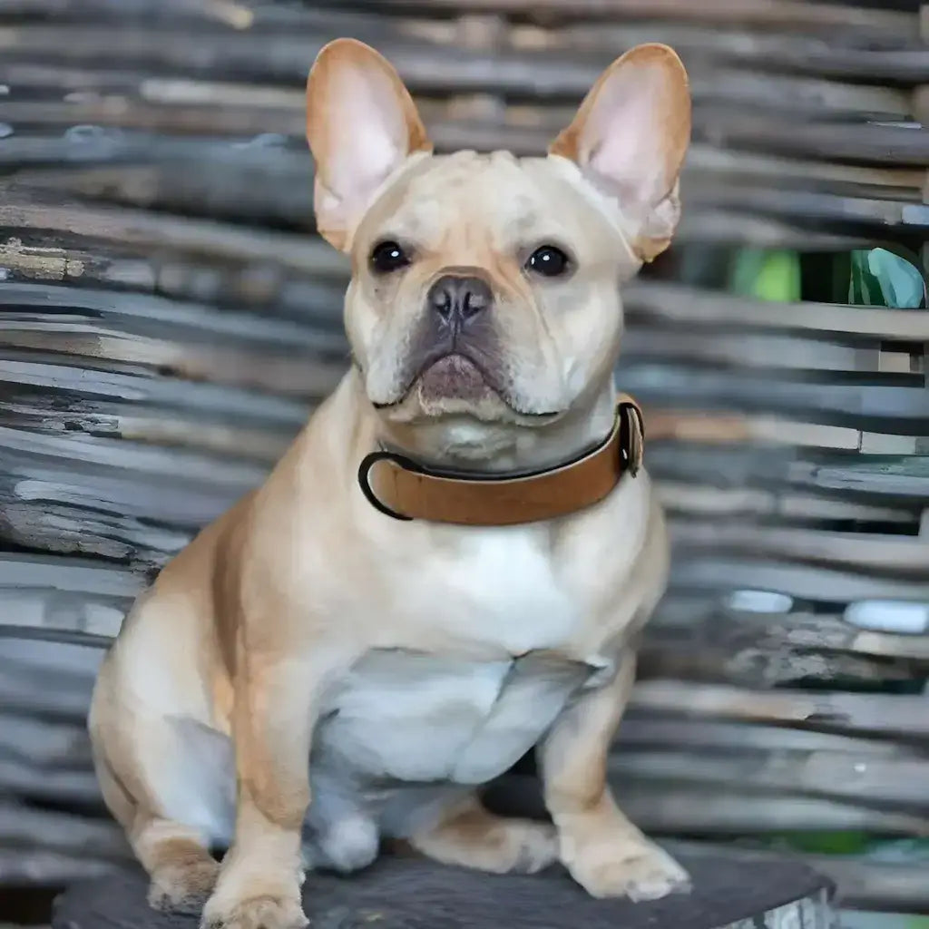 Un bouledogue français assis porte un collier pour chien marron.