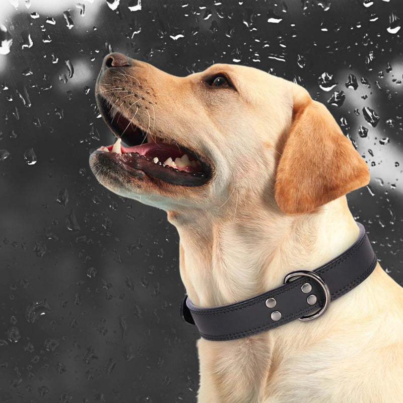 collier chien labrador avec collier pluie