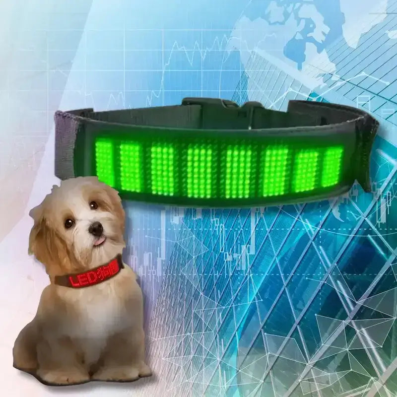 Un collier pour chien lumineux de couleur vert avec un shih tzu.