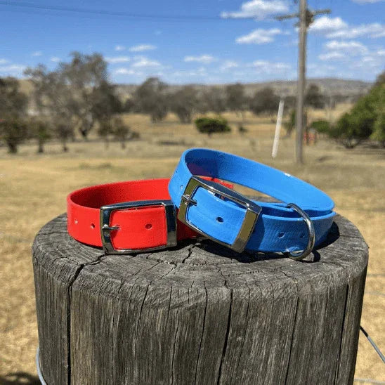 collier chien rouge bleu sur buche campagne