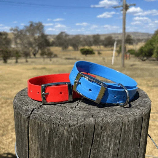 collier chien rouge bleu sur buche campagne