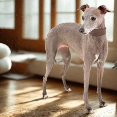 collier chien sighthound dans salon avec lumiere fenetre