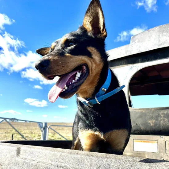 collier chien terrier anglais avec collier bleu dans arriere camion