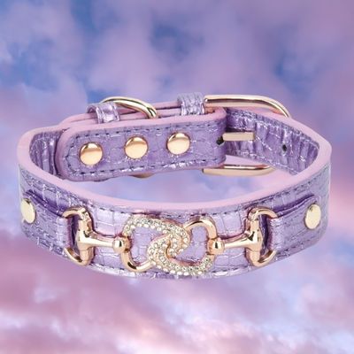 collier chiot couleur violet