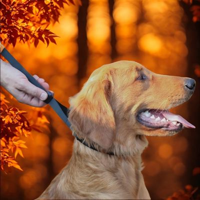 collier de dressage chien golden blond demonstration ajustement