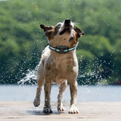 collier de dressage pour chien impermeable chien trempee