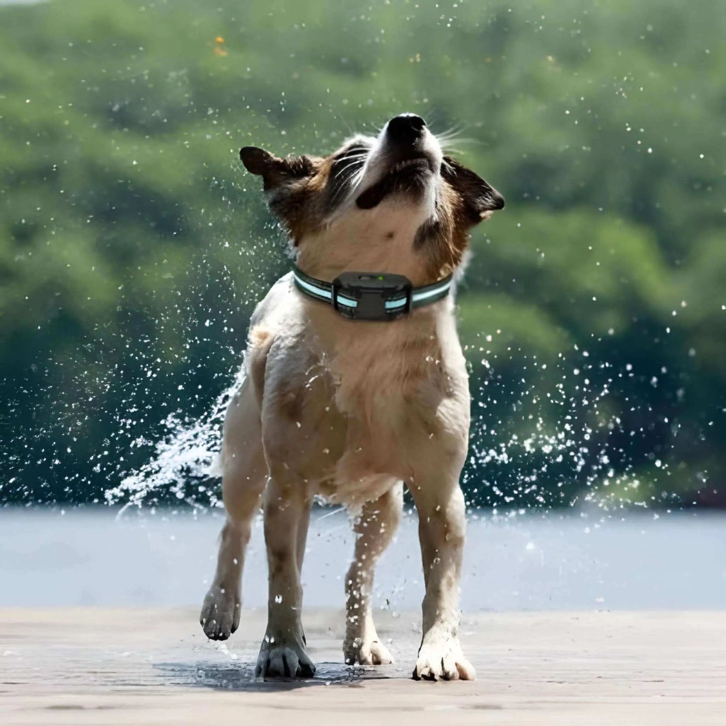 Un chien sortant de l'eau se secoue avec son collier de dressage pour chien pour démontrer l'étanchéité de l'appareil.